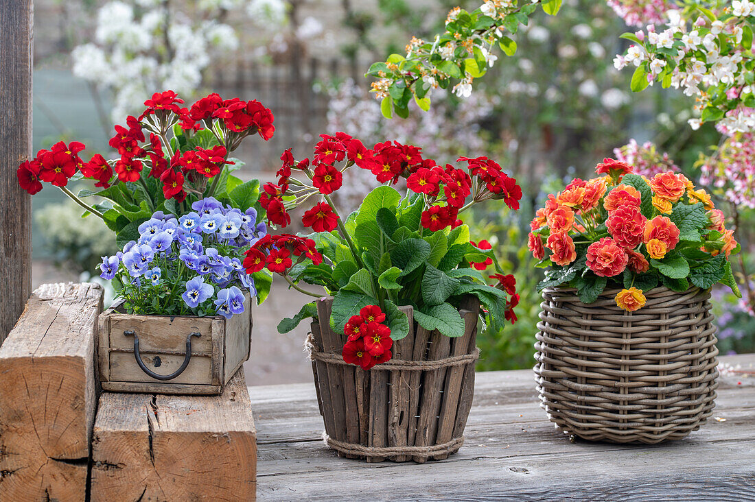 Horned violets (Viola Cornuta) and primroses 'Spring Bouquet' (Primula) in baskets and wooden box on the patio