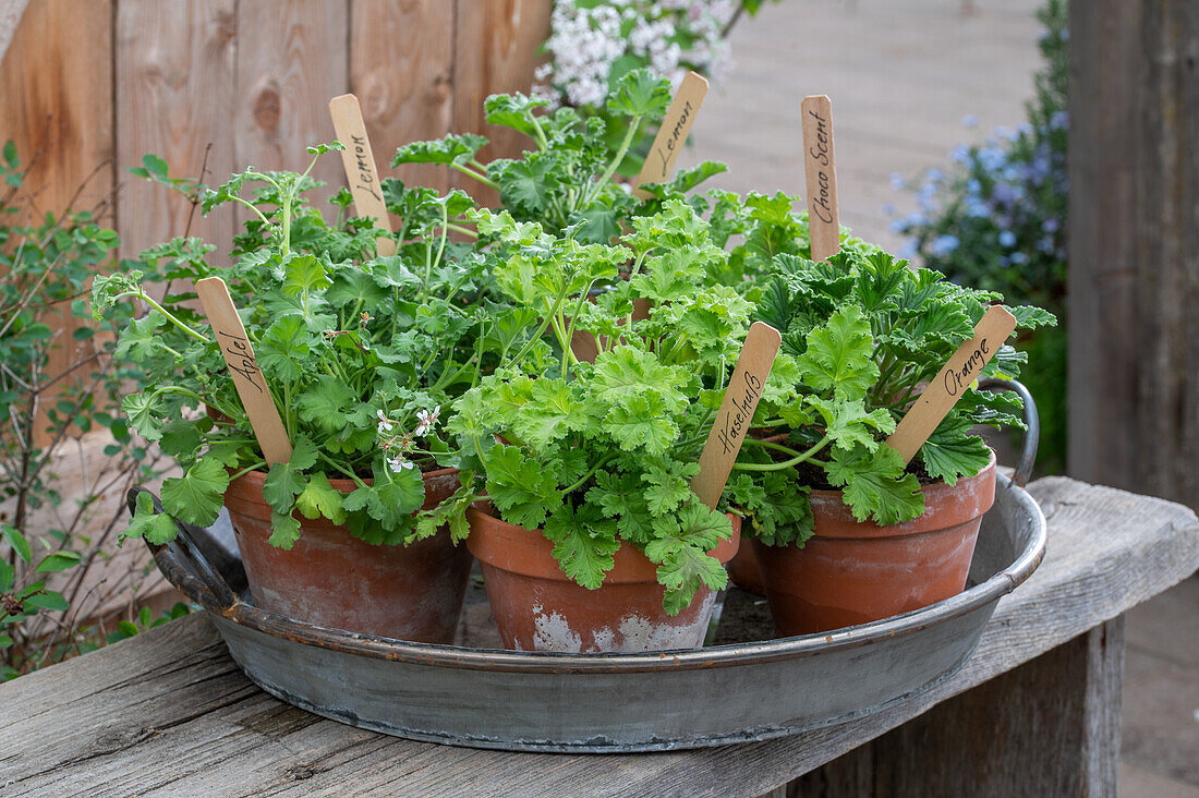 Young plants of scented geraniums (Pelargonium) in small pots with name tags on a tray