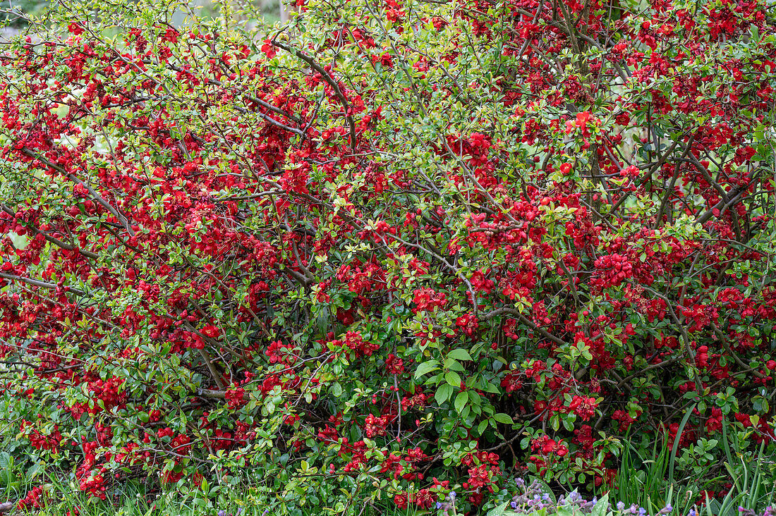 Ornamental quince (Chaenomeles), red flowering shrub