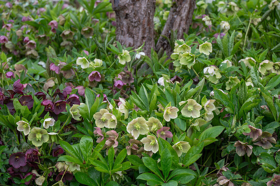 Lenzrosen (Helleborus Orientalis) im Beet