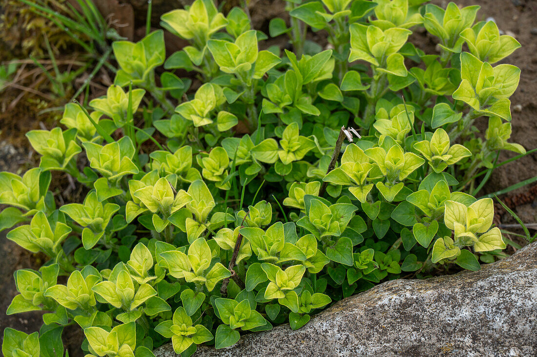 Golden oregano (Origanum vulgare) along garden bed border