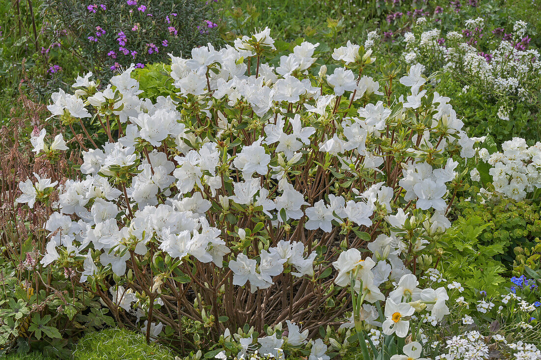 Japanese azalea 'Schneeglanz' (Rhododendron obtusum) flowering in the garden