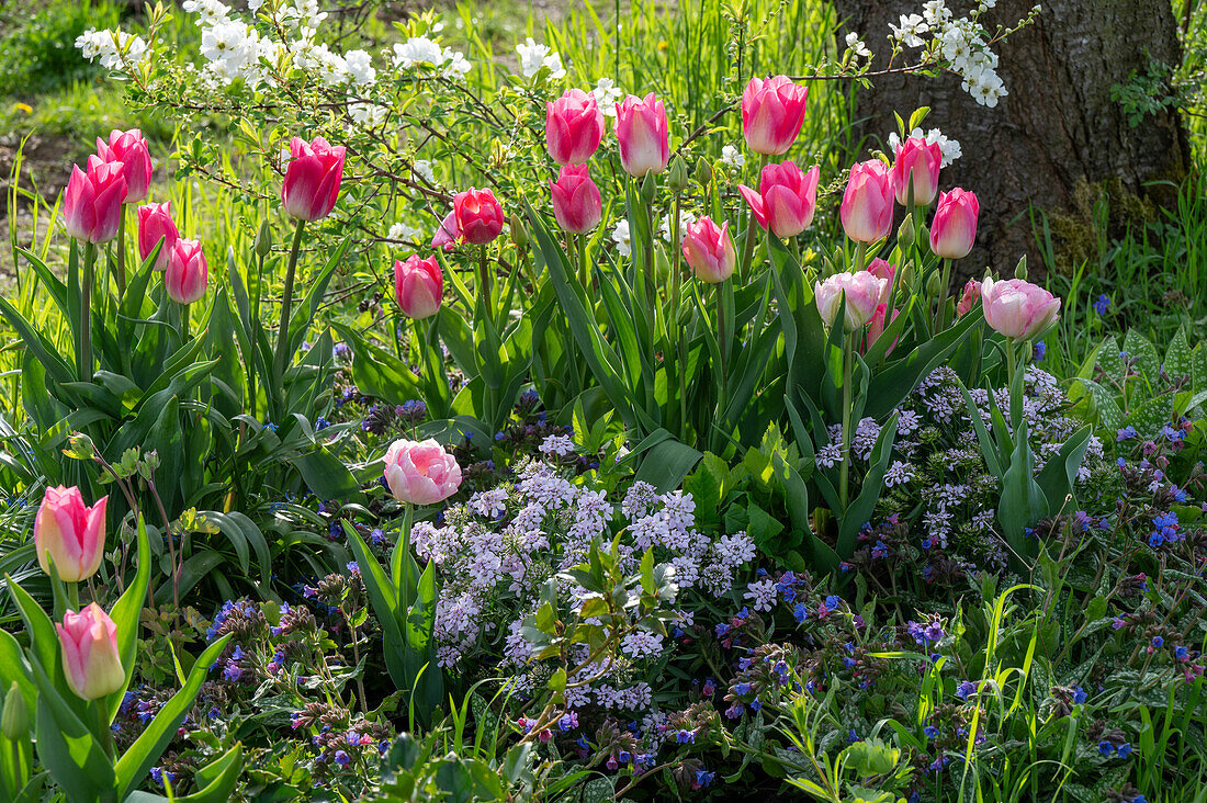 Tulip 'Holland Chic', 'Angelique', bow flower 'Amethyst' (Iberis), spotted lungwort in the bed