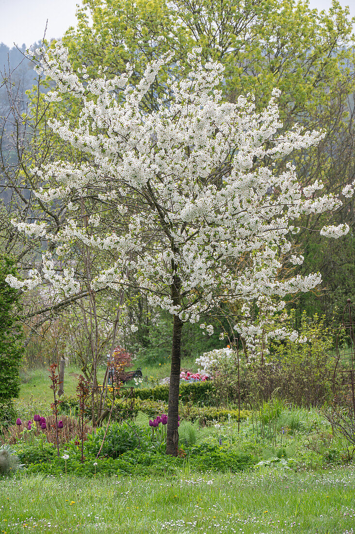 Blühender Sauerkirschbaum 'Köröser Weichsel' (Prunus) im Garten