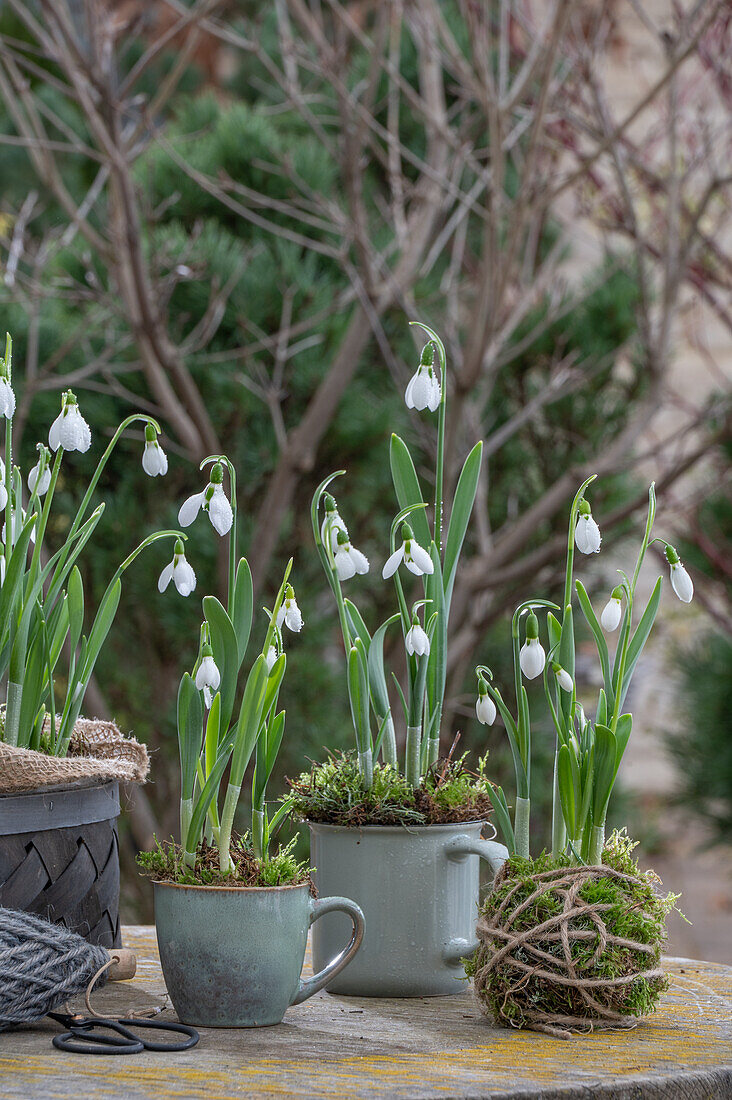 Snowdrop (Galanthus Nivalis) planted in wicker basket and cups with moss