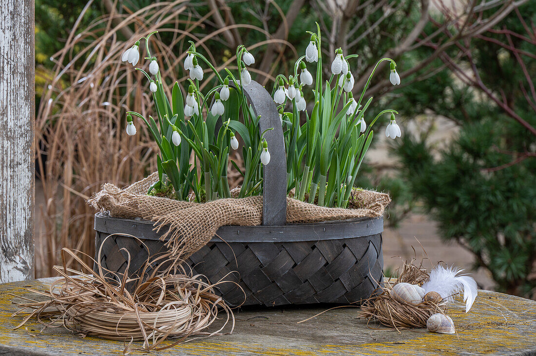 Snowdrop (Galanthus Nivalis) planted in wicker basket, straw nest and feathers and snail shell as decoration