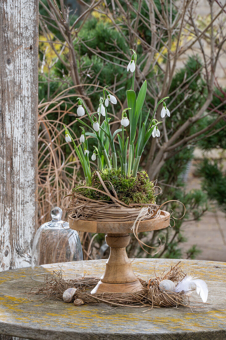 Schneeglöckchen (Galanthus Nivalis) auf Etagere in Moos und Strohnest gepflanzt