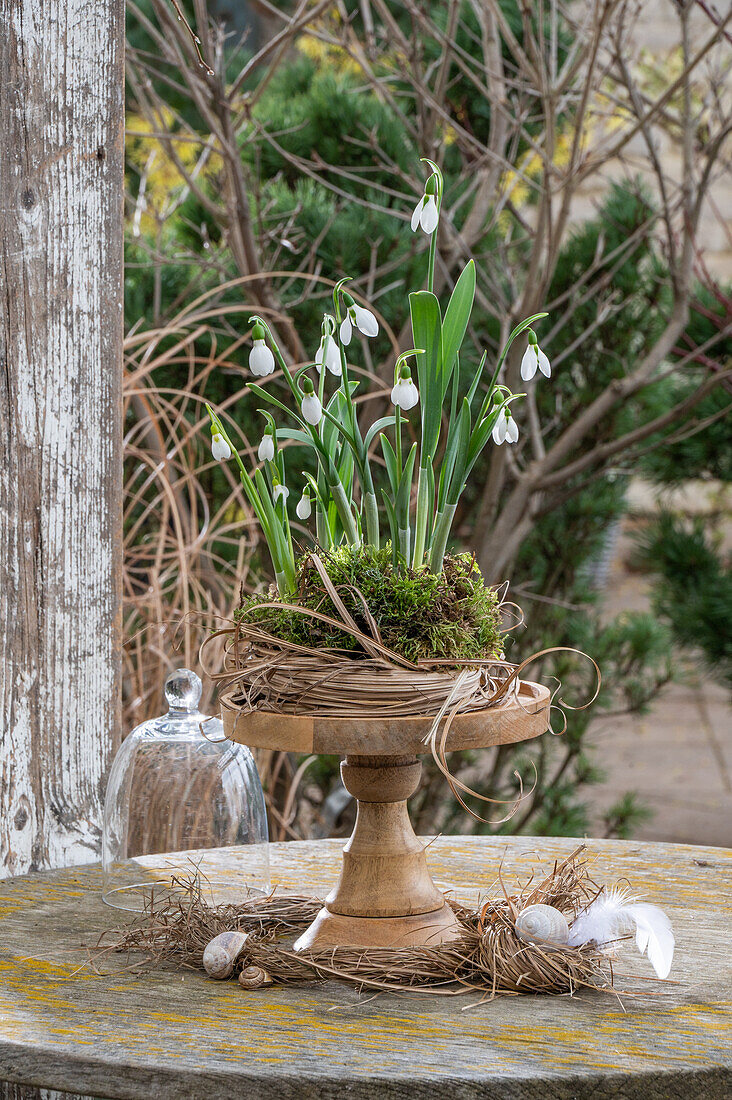 Snowdrop (Galanthus Nivalis) planted on an etagere in moss and straw nest