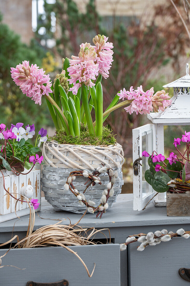 Spring cyclamen (Cyclamen coum), hyacinths (Hyacinthus) in planters on the patio