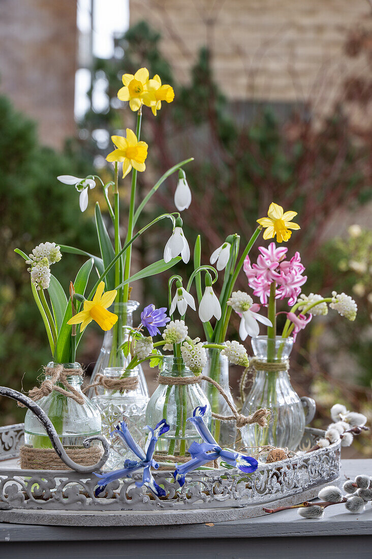 Traubenhyazinthe 'White Magic', Zwergiris 'Clairette', Schneeglöckchen, Narzissen 'Tete a Tete' und Windröschen in Blumenvasen auf der Terrasse