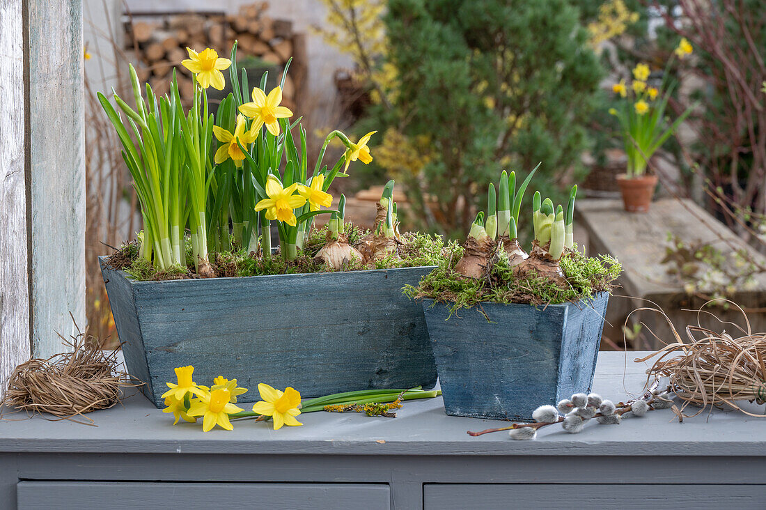 Daffodils 'Bridal Crown', 'Tete a Tete' and 'Geranium', flowers and bulbs in pots on the patio