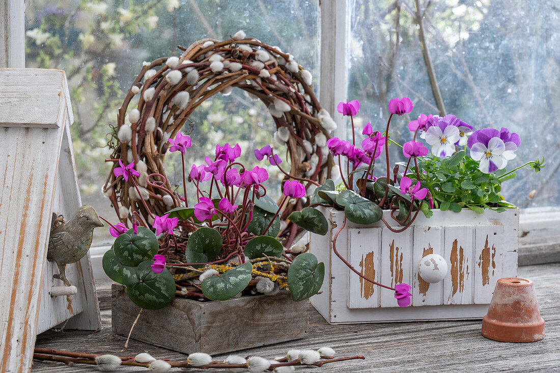 Frühlingsalpenveilchen (Cyclamen coum) und Hornveilchen (Viola Cornuta) in alte Holzkisten eingepflanzt, mit Kranz aus Palmkätzchen vor Fenster von Gartenschuppen