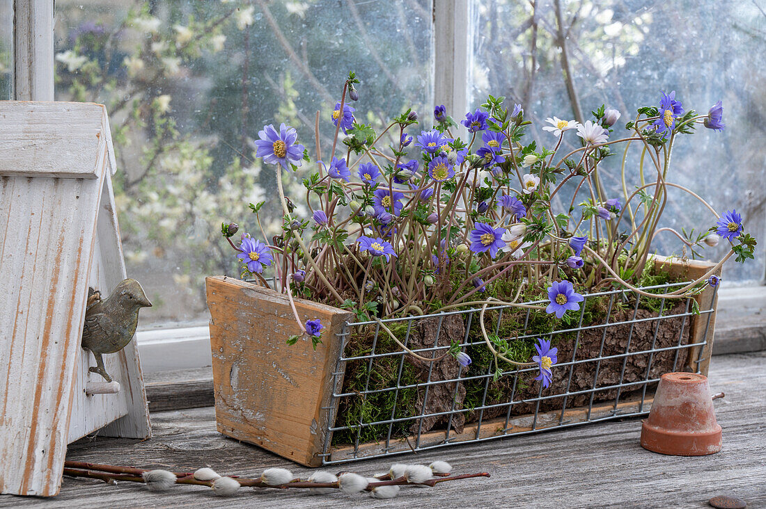 Anemone (Anemone blanda) in wire basket, pussy willows and bird figure in garden shed