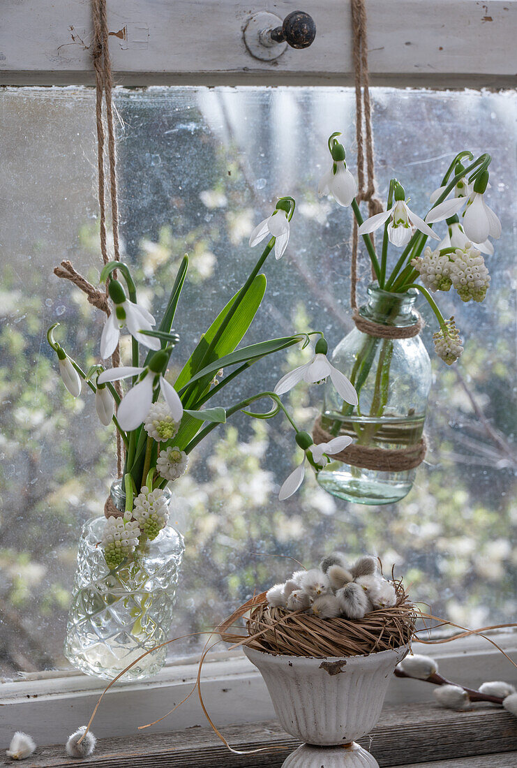 Traubenhyazinthe 'Withe Magic' (Muscari) und Schneeglöckchen (Galanthus) in hängenden Blumenvasen vor Fenster