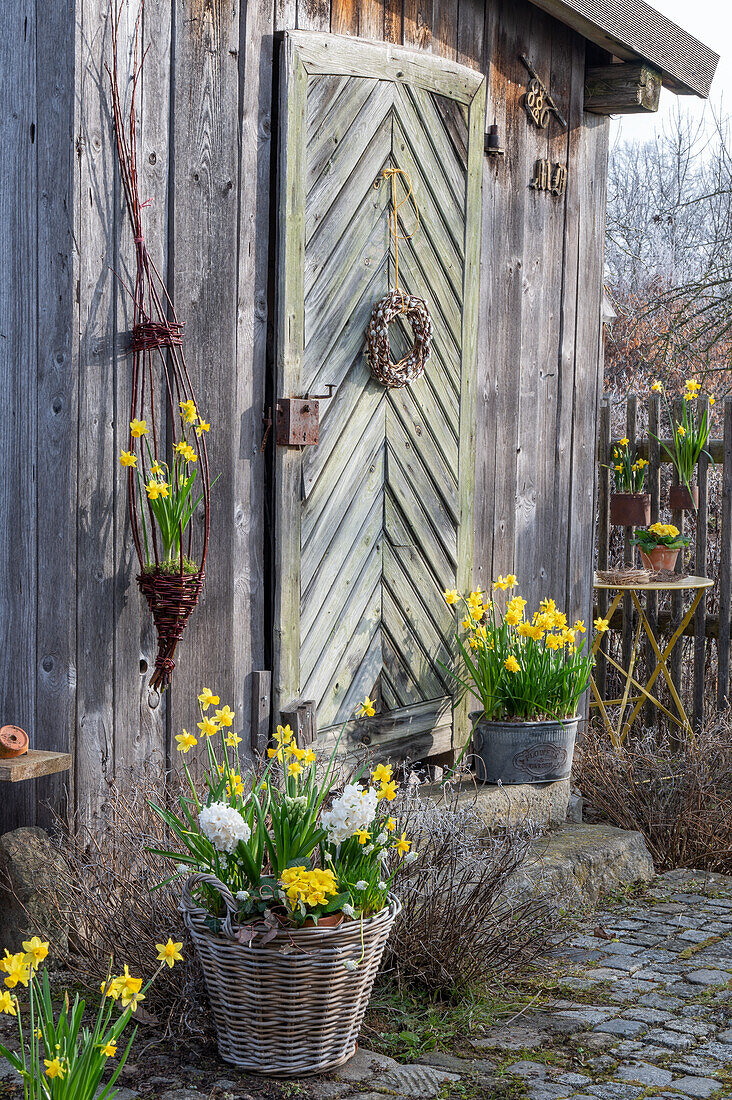 Daffodils 'Tete a Tete' (Narcissus) and 'Tete a Tete Boucle', hyacinths, grape hyacinth 'White Magic' and primroses in a wicker basket on the patio