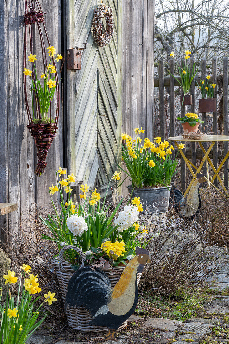 Daffodils 'Tete a Tete' (Narcissus) and 'Tete a Tete Boucle', hyacinths, grape hyacinth 'White Magic' and primroses in a wicker basket on the patio next to the rooster figure