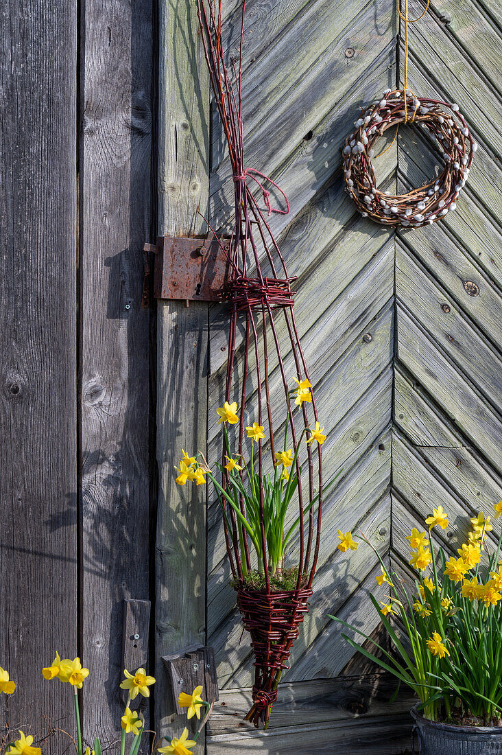 Narzissen 'Tete a Tete' (Narcissus) und 'Tete a Tete Boucle' in Töpfen auf der Terrasse