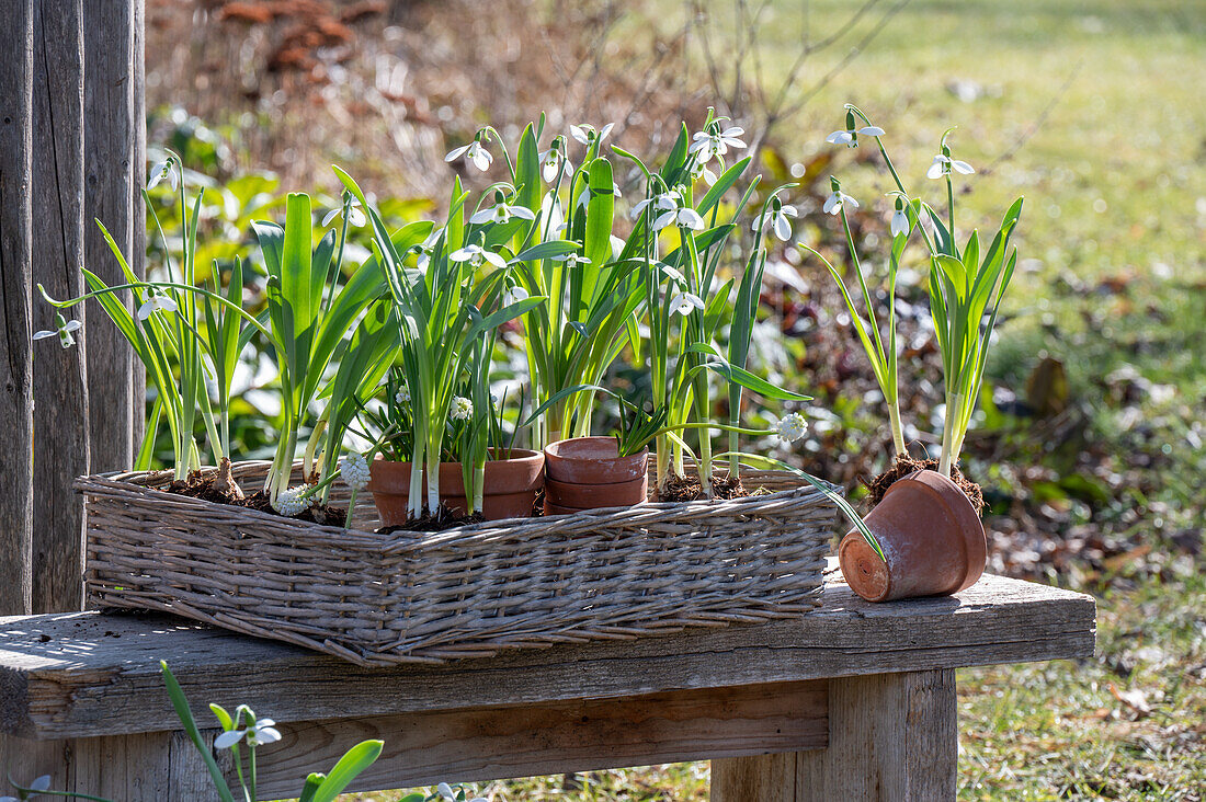 Snowdrops (Galanthus Nivalis) in pots before planting on wooden bench