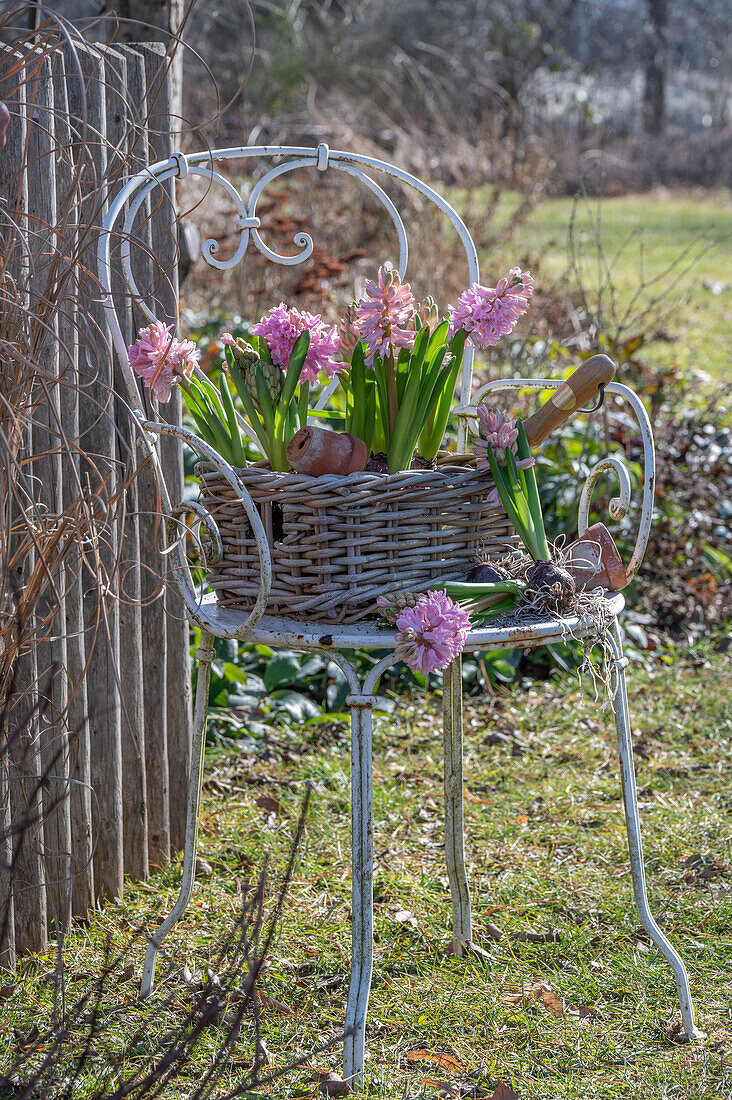 Hyazinthen (Hyacinthus) in Weidenkorb auf Gartenstuhl beim Einpflanzen