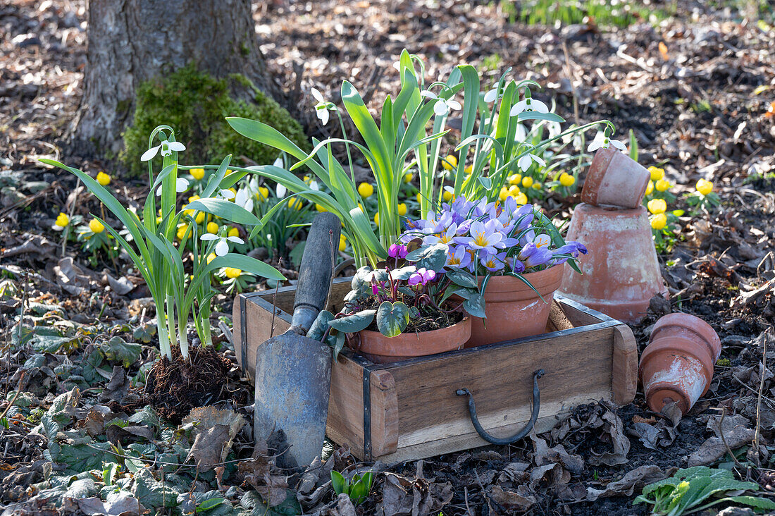 Crocus (Crocus), cyclamen and snowdrops (Galanthus Nivalis) in pots for planting, winter aconites in the ground
