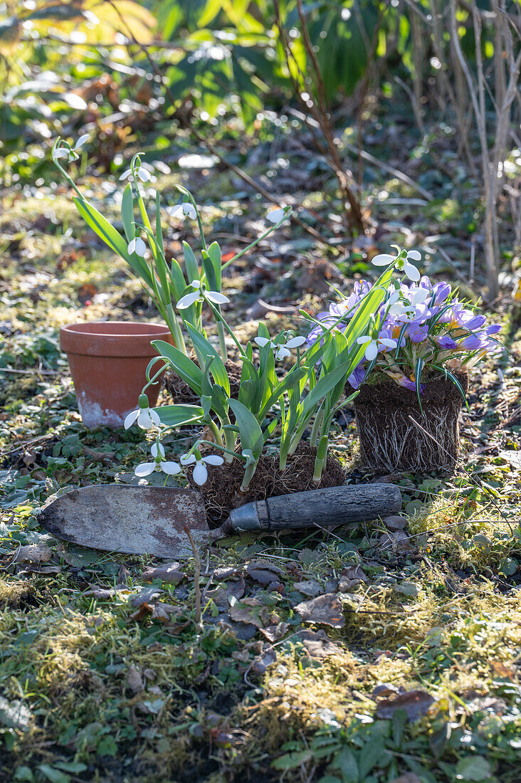 Snowdrops (Galanthus Nivalis) and crocus (Crocus) being planted in the garden