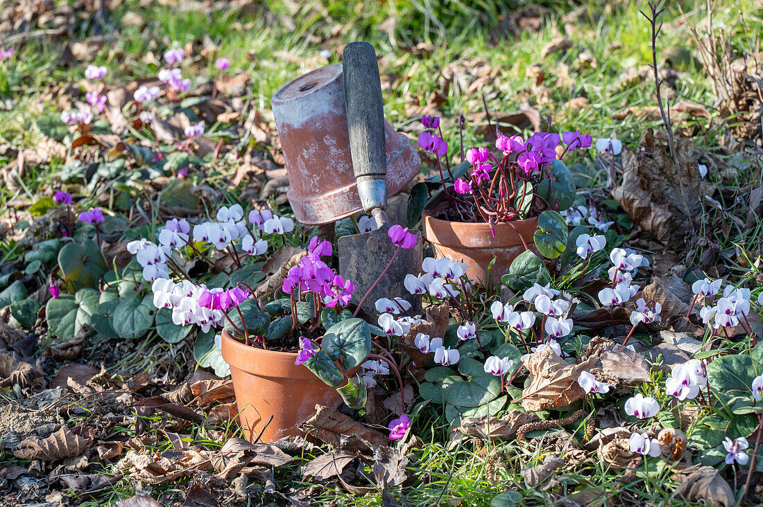 Frühlingsalpenveilchen (Cyclamen coum) in Töpfen und im Beet