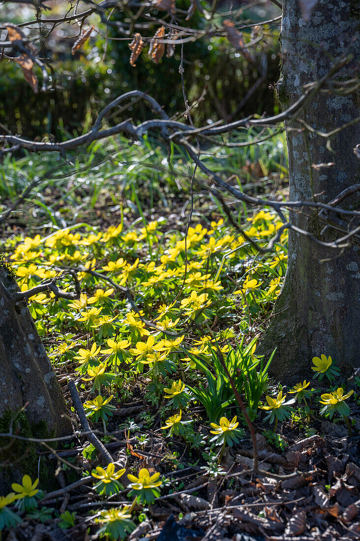 Winter aconites (Eranthis hyemalis) in the garden