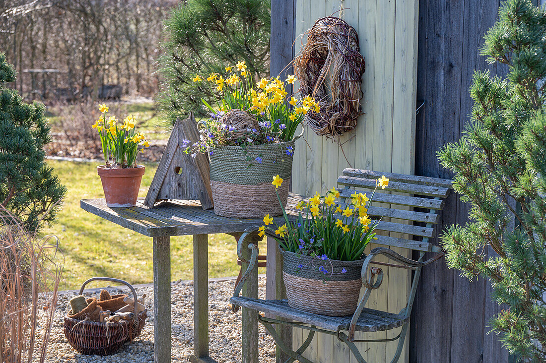 Daffodils 'Tete a Tete' (Narcissus) and anemones (Anemone blanda) in baskets on the patio