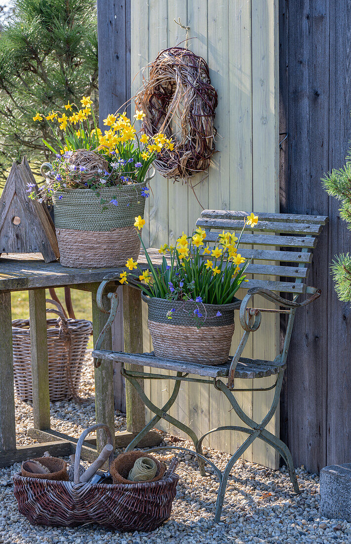 Daffodils 'Tete a Tete' (Narcissus) and anemones (Anemone blanda) in baskets on the terrace