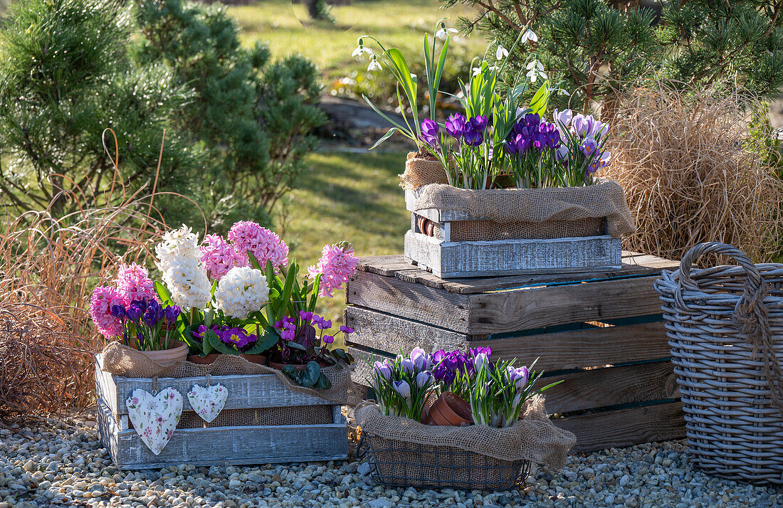 Crocus 'Pickwick' (Crocus), snowdrops (Galanthus nivalis) and hyacinths (Hyacinthus) in pots in a wooden boxes on the patio