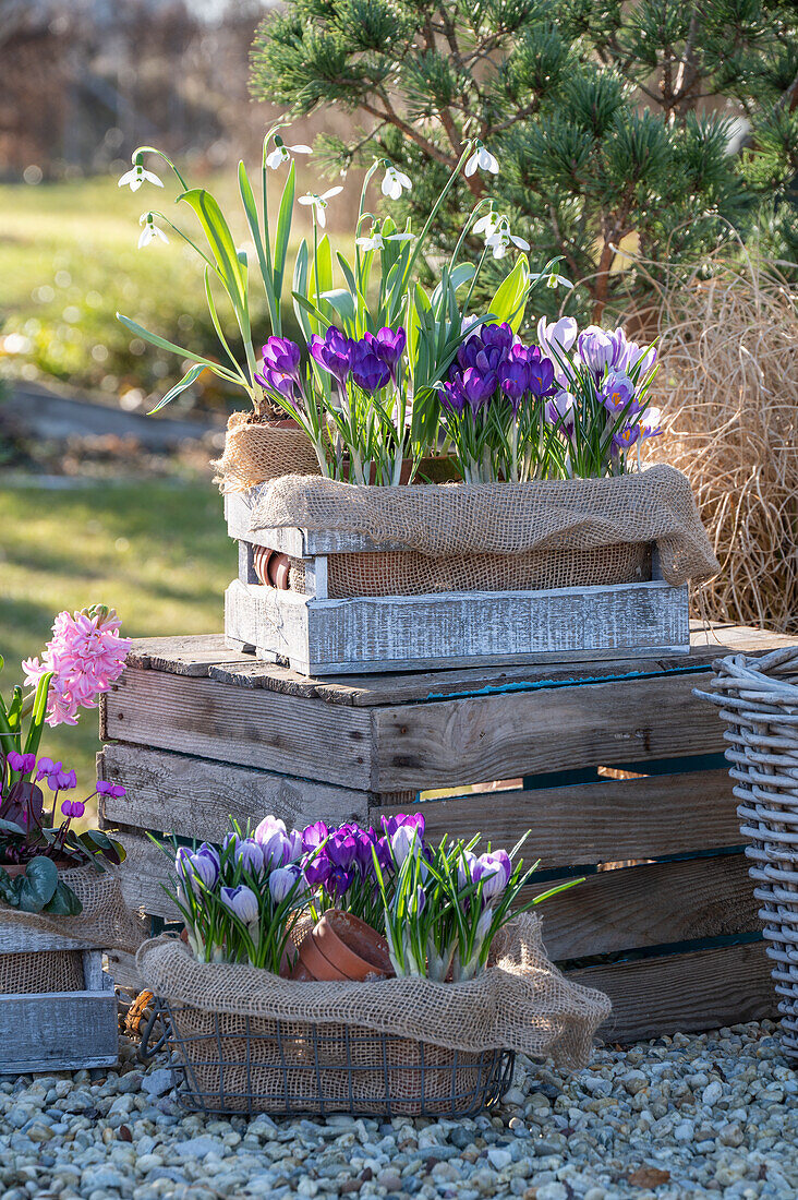Crocus 'Pickwick' (Crocus), snowdrops (Galanthus Nivalis) and hyacinths (Hyacinthus) in pots in a wooden box on the patio