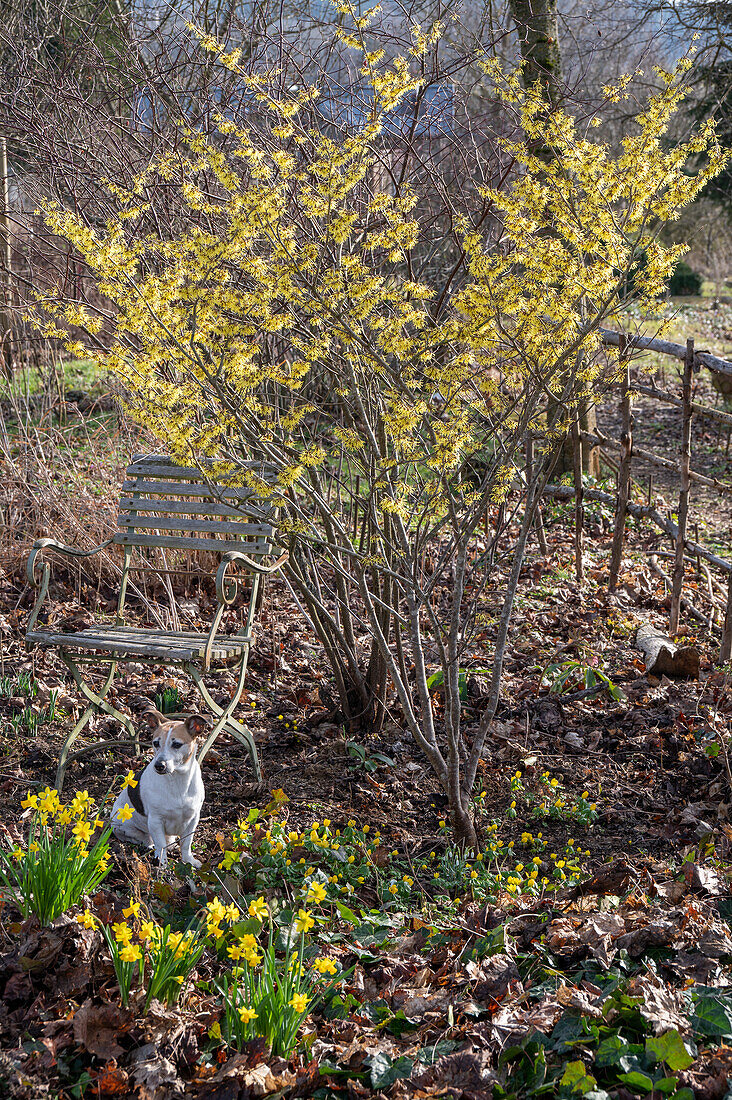 Narcissus (Narcissus) 'Tete a Tete', witch hazel (Hamamelis) and winter aconites (Eranthis hyemalis) among autumn leaves in the garden with dog