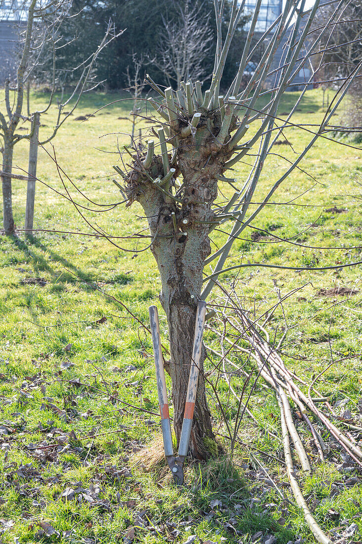 Pruning willow (Salix) in spring