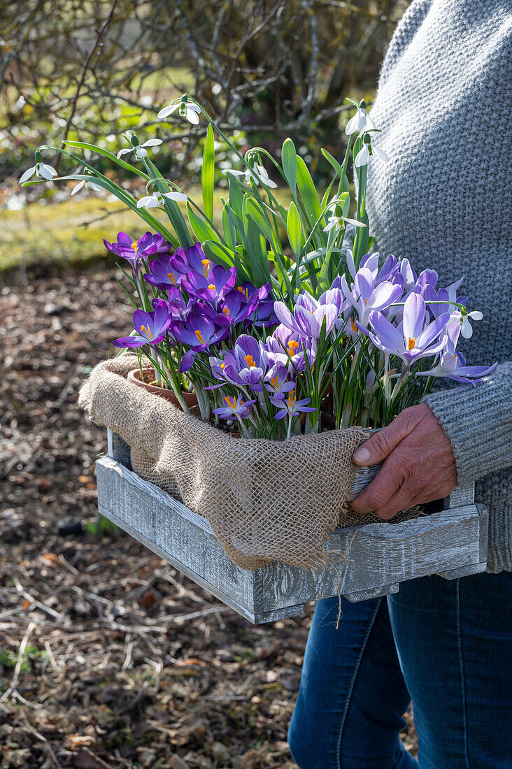 Frau trägt Krokus 'Pickwick' (Crocus), Schneeglöckchen (Galanthus Nivalis) in Holzkiste