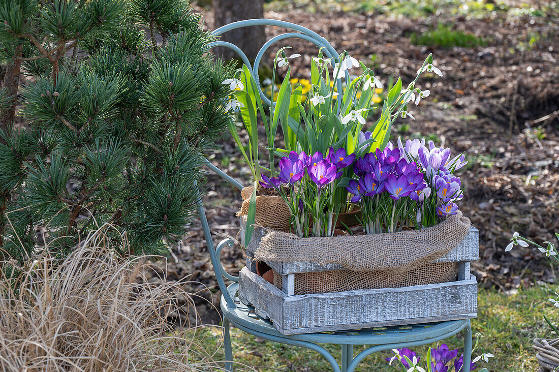 Crocus 'Pickwick' (Crocus), snowdrop (Galanthus Nivalis) in wooden box on garden chair