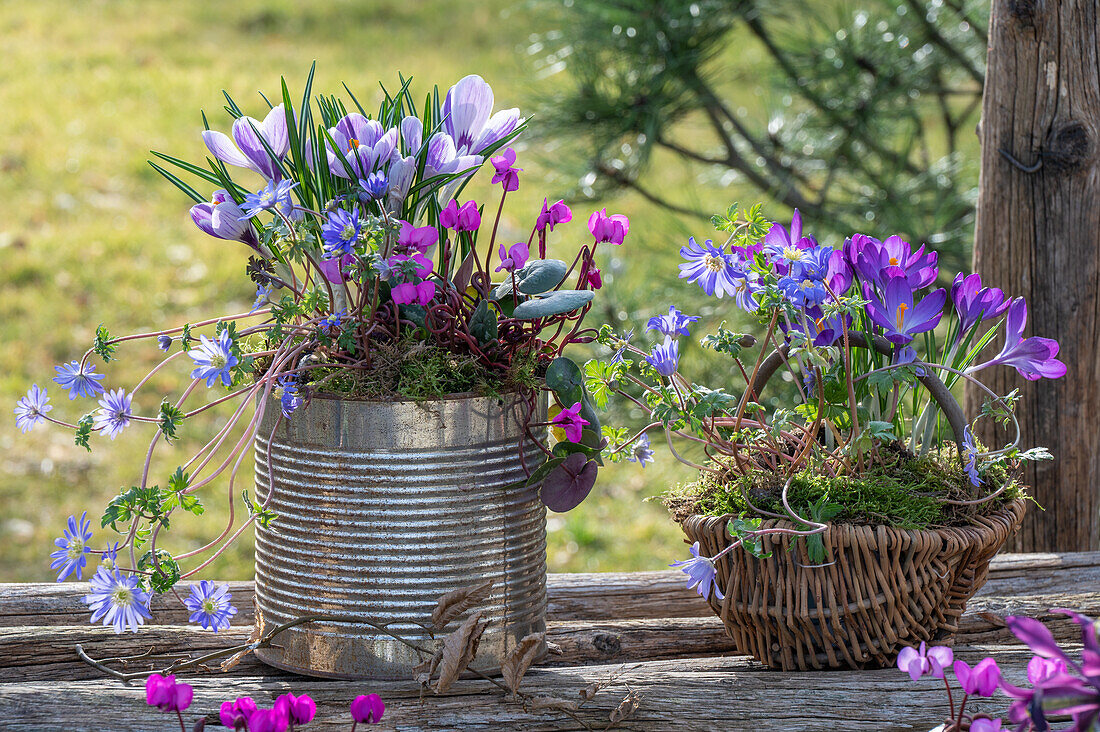 Crocus 'Pickwick' (Crocus), anemone (Anemone blanda) and cyclamen (Cyclamen coum) in an old tin can and wicker basket