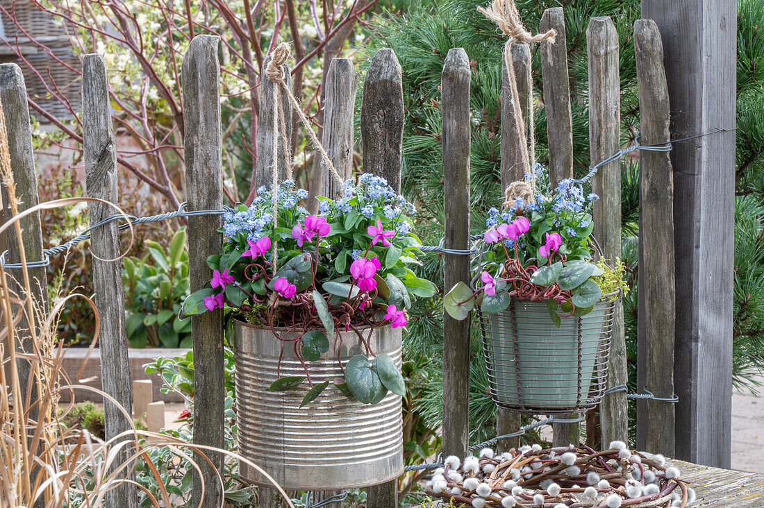 Spring cyclamen (Cyclamen coum) and forget-me-nots (Myosotis) in pots hanging from the fence