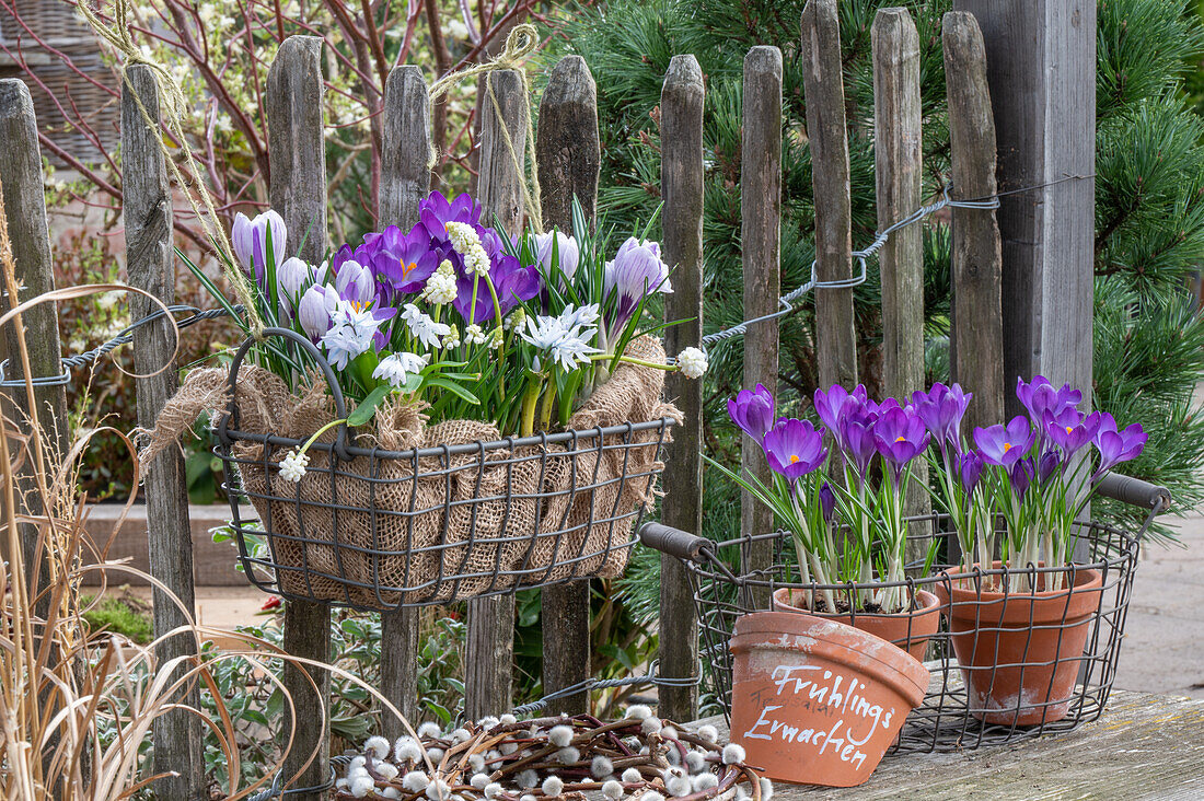 Crocus 'Pickwick' (Crocus) and grape hyacinth 'Magic White' (Muscari), Puschkinia (Puschkinia scilloides) cone flower in wire basket hanging on fence