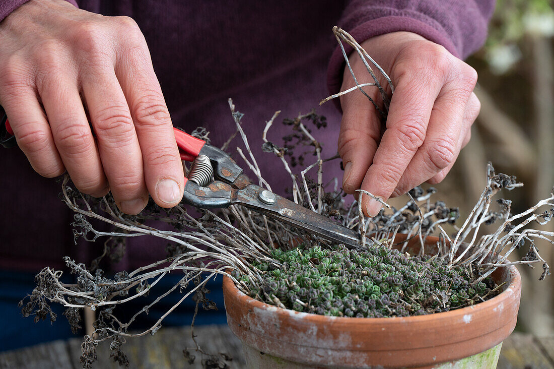 Pruning stonecrop after winter (Sedum sexangulare)