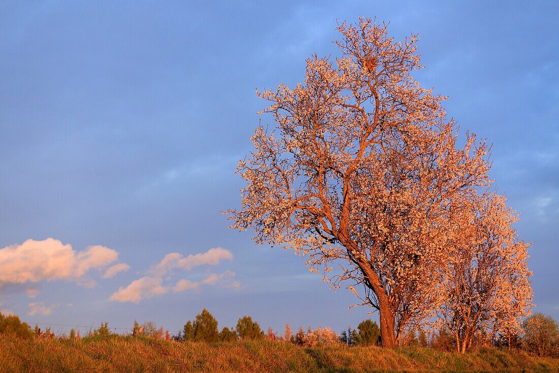 France,Vaucluse,Luberon Regional Natural Park,Lourmarin,Most Beautiful Villages of France,almond blossom