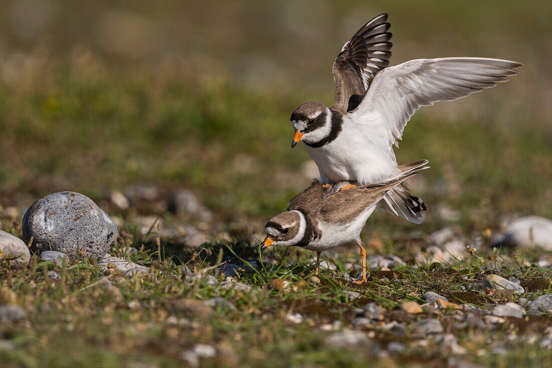 France,Somme,Bay of the Somme,Cayeux-sur-mer,The Hâble d'Ault,Great Plover (Charadrius hiaticula) mating in the spring