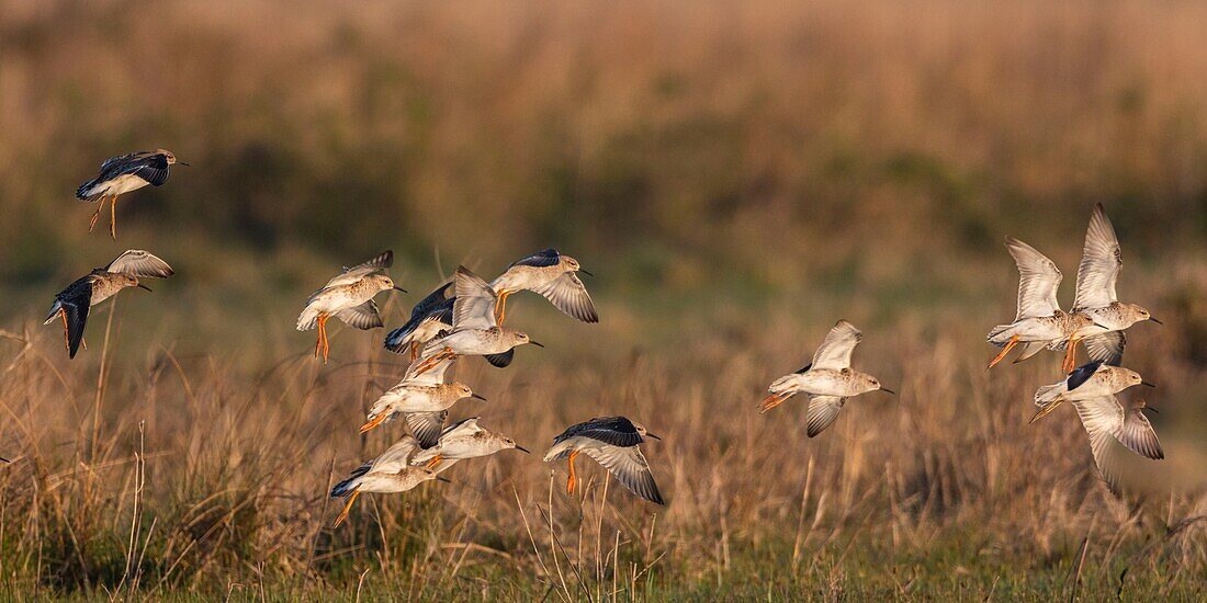 France,Somme,Baie de Somme,Le Crotoy,ruffs (Philomachus pugnax) in the marsh