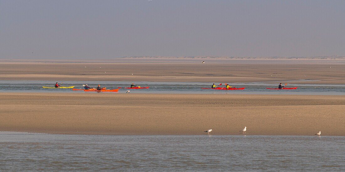 France,Somme,Baie de Somme,Le Hourdel,Indonesian canoes and canoe kayak during high tides,the boats come to wait for the flow and the tidal bore at the entrance of the bay and then go up helped by the strong current,sometimes accompanied by the seals,some fail their boat on the sandbanks to watch the birds dislodged by the tide