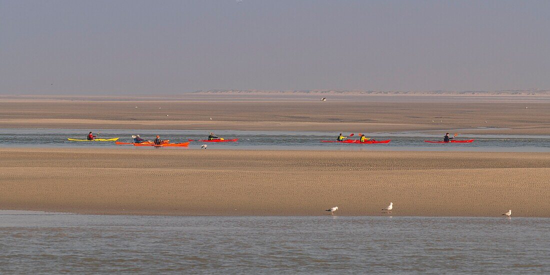 Frankreich,Somme,Baie de Somme,Le Hourdel,indonesische Kanus und Kajaks bei Flut,die Boote kommen, um die Strömung und die Gezeiten am Eingang der Bucht abzuwarten und dann mit Hilfe der starken Strömung hinaufzufahren,manchmal in Begleitung von Robben,manche lassen ihr Boot auf den Sandbänken liegen, um die von der Flut vertriebenen Vögel zu beobachten