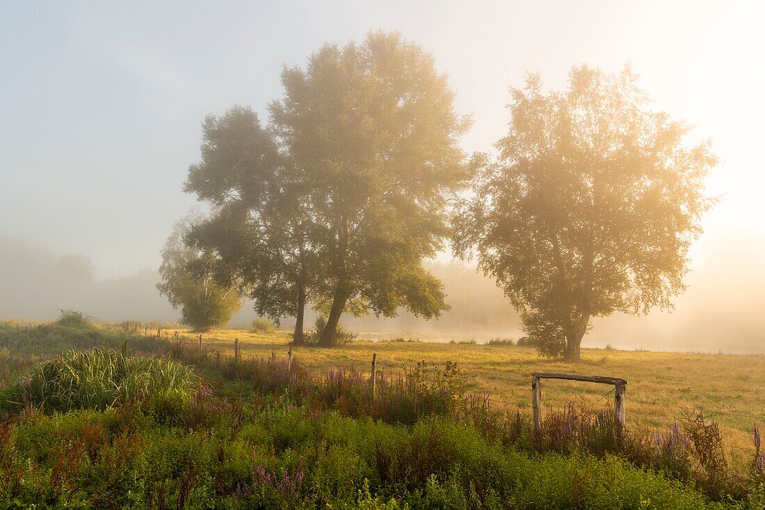 France,Somme,Valley of the Somme,marshes of Epagne-Epagnette,the swamp in the early morning while the fog dissipates,the marsh is populated by ponies for eco-grazing