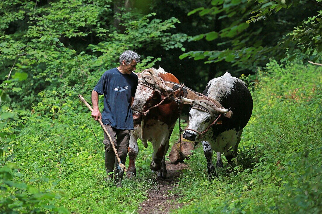 France,Haut Rhin,Munster Valley,Soultzeren,Philippe Kuhlmann,breeder,trainer,and user of cattle in Soultzeren for a non mechanized farming