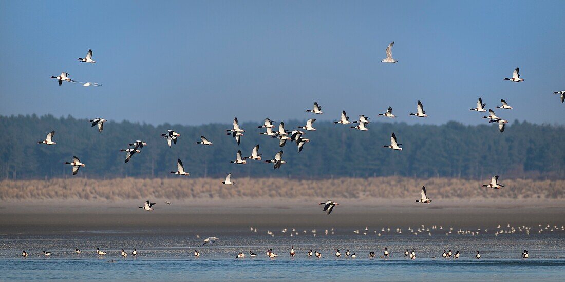 France,Somme,Bay of Somme,Bay of Somme Nature Reserve,Le Crotoy,Flight of Common Shelduck (Tadorna tadorna)