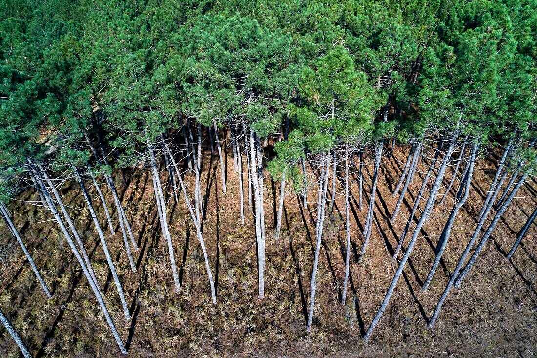 Frankreich,Gironde,Val de L'Eyre,Parc Naturel Régional des Landes de Gascogne,Kiefern (Luftaufnahme)