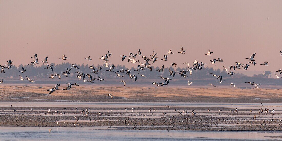 France,Somme,Baie de Somme,Natural Reserve of the Baie de Somme,Le Crotoy,passage of Common Shelducks (Tadorna tadorna ) vis-a-vis the Hourdel in the natural reserve