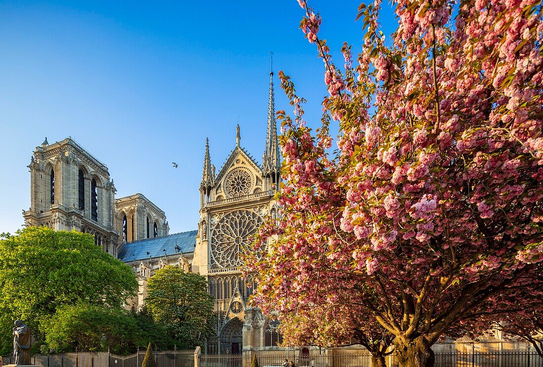 France,Paris,area listed as World Heritage by UNESCO,Notre-Dame cathedral in spring,cherry blossoms